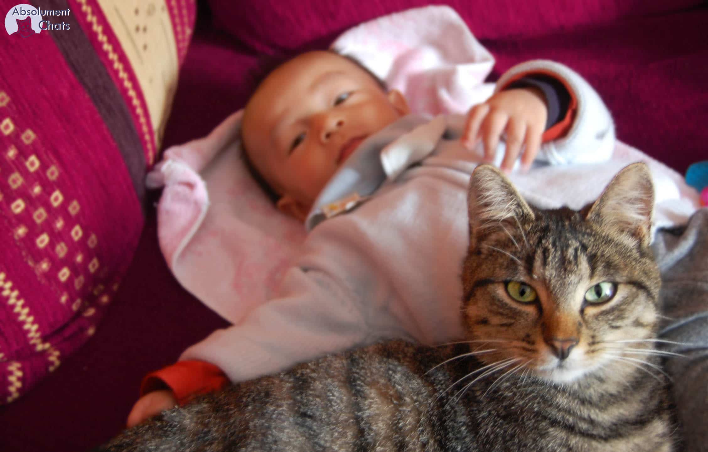 Le chat et l'arrivée d'un bébé - WanimoVéto