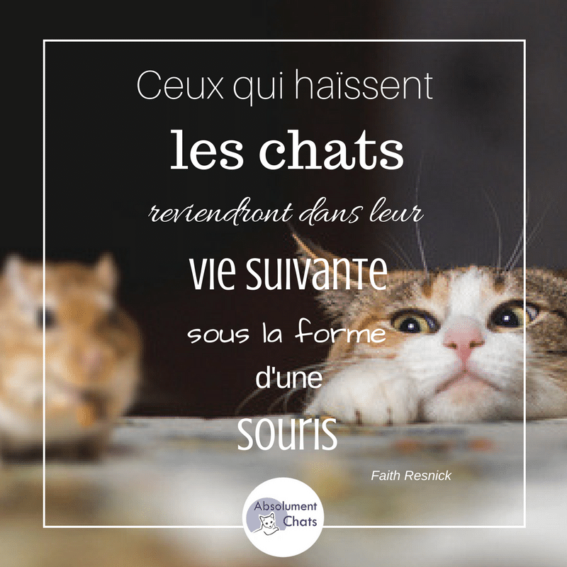 60 Citations Sur Les Chats