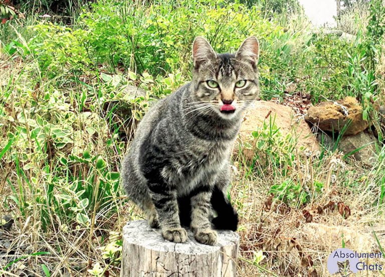 9 astuces pour protéger ses plantations du chat - Conseils
