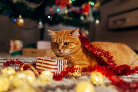 Pourquoi Les Chats Adorent Les Sapins De Noel Absolument Chats