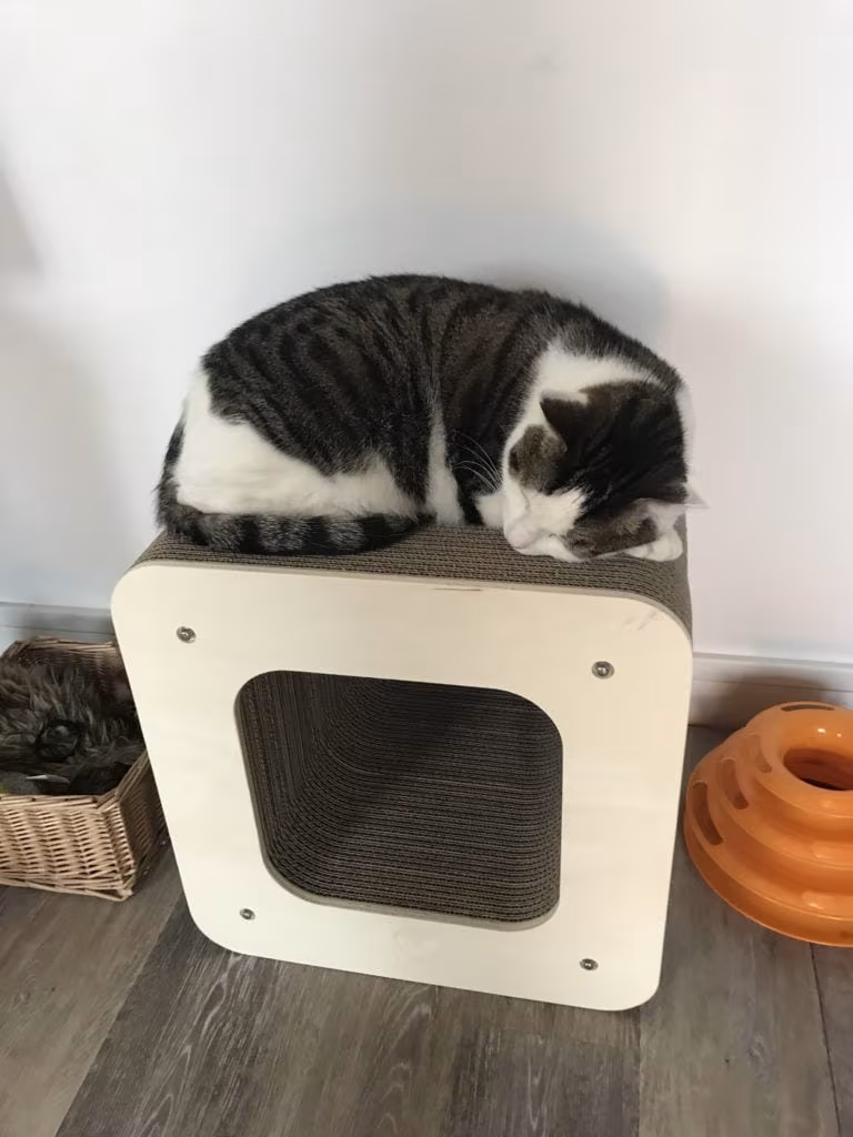 griffoir homycat