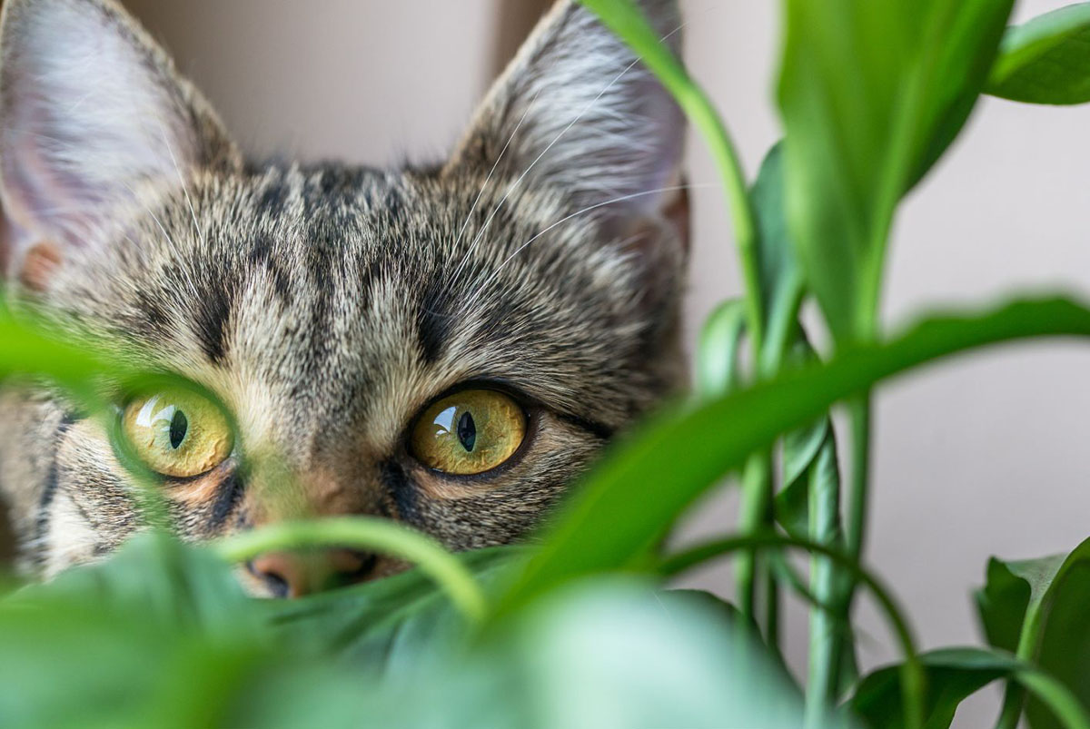 Ces plantes sont idéales (ou dangereuses) quand on possède un chat - Elle  Décoration