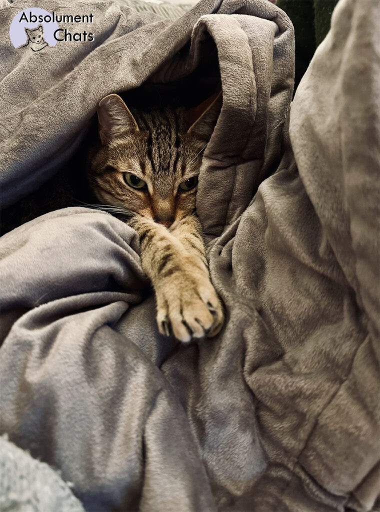 Comment protéger son chat du froid ? - Absolument Chats
