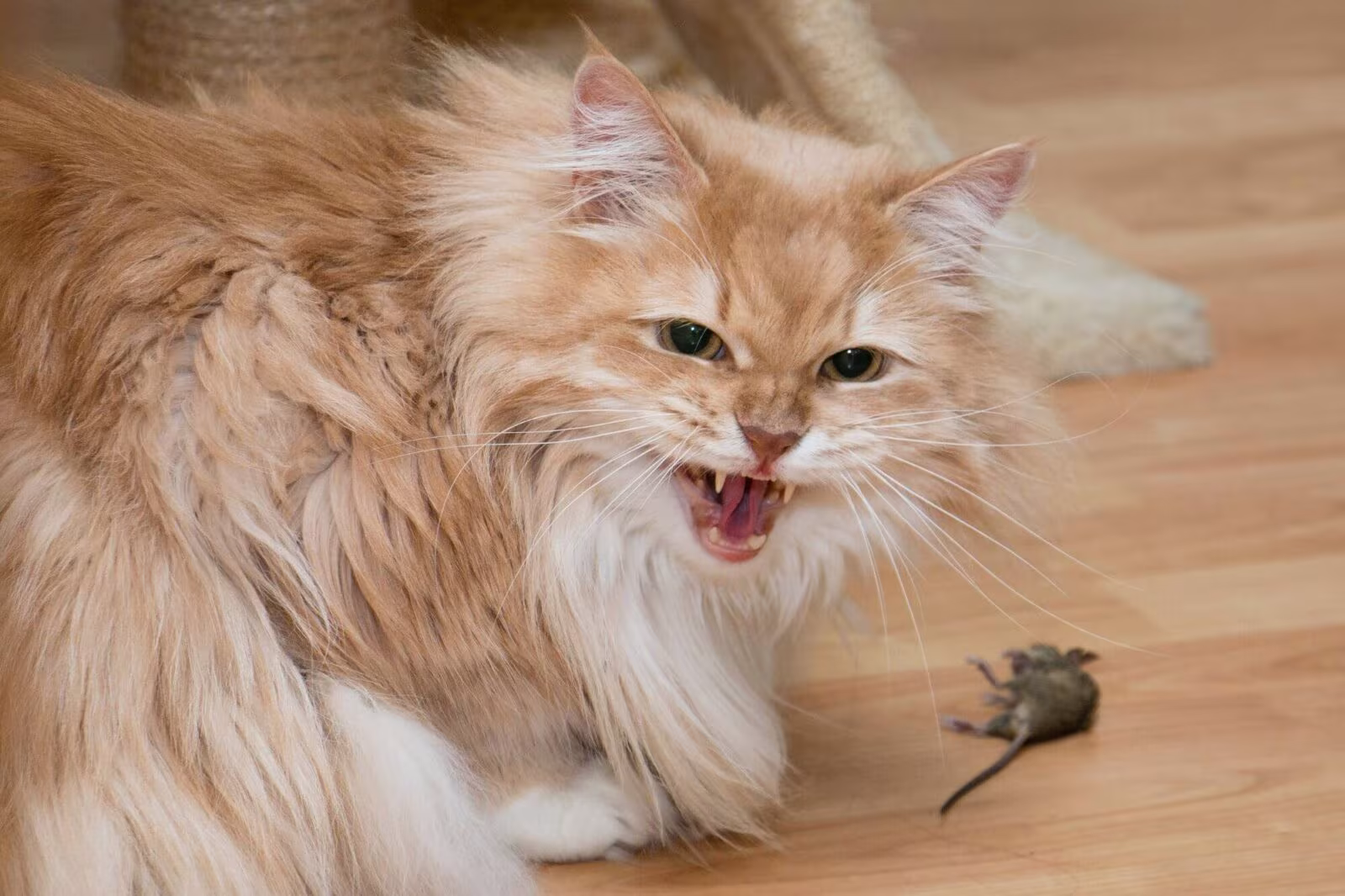 Mon Chat Ramène Des Souris Vivantes Dans La Maison