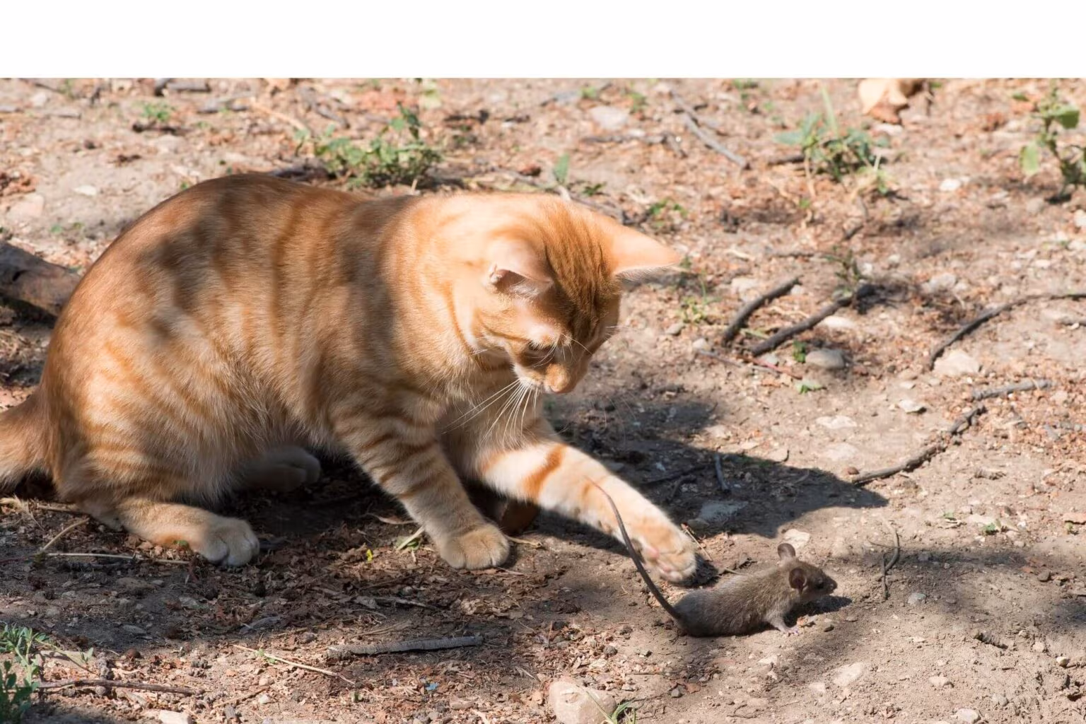 Pourquoi mon chat ramène des souris à la maison ? - Absolument Chats