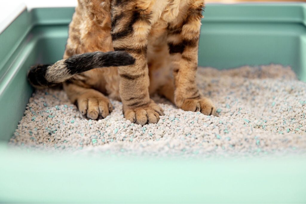 il ne faut pas mettre de javel dans le bac à litière de son chat