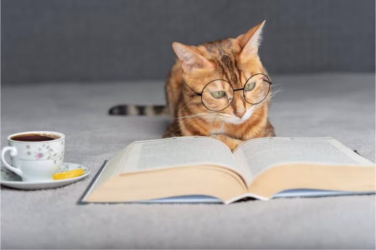 l'intelligence du chat