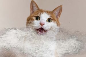 les effets de la drogue et de l'alcool sur la santé du chat