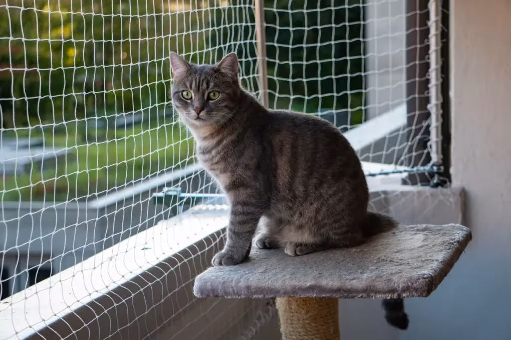 Chat sur un balcon sécurisé avec un filet de protection