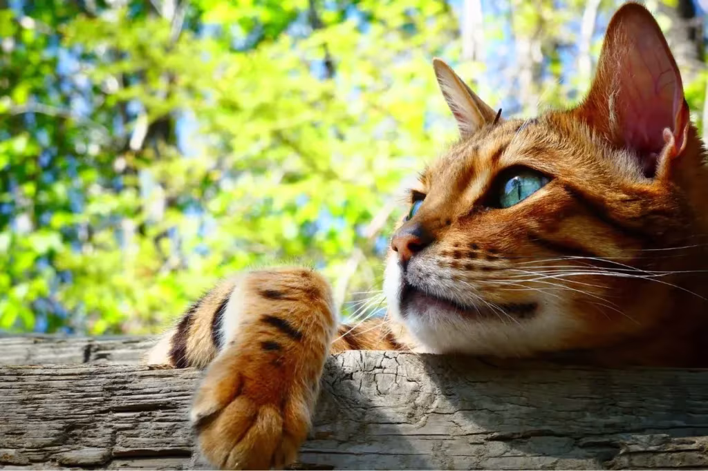 chat tigré dans la nature
