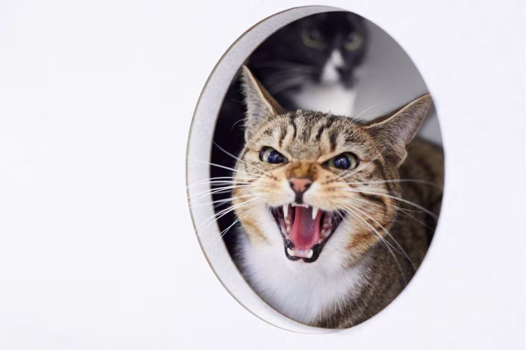 l'agressivité chez le chat peut être un signe de stress