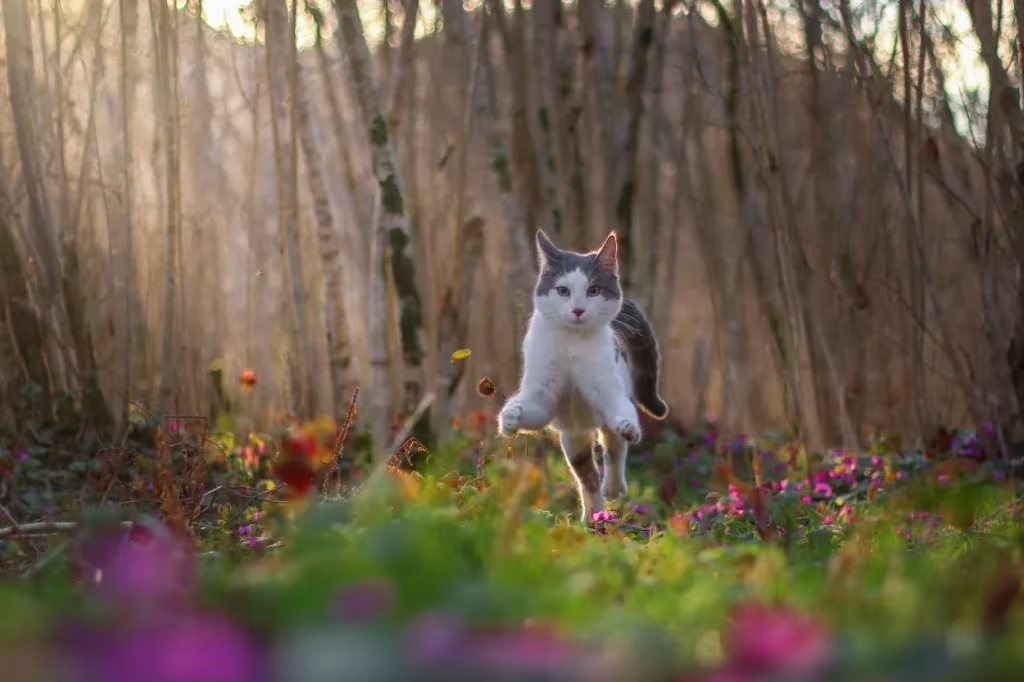 chat qui court en liberté