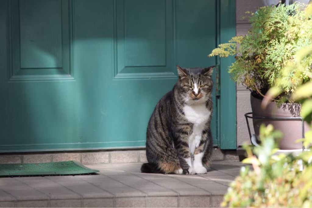 chat assis dehors devant une porte