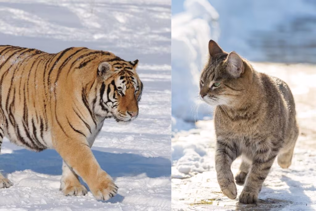 ressemblances entre un tigre et un chat