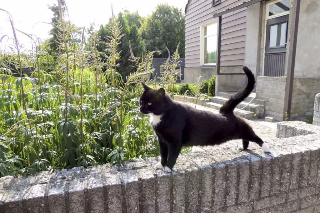 chat sur un muret dans un jardin sécurisé
