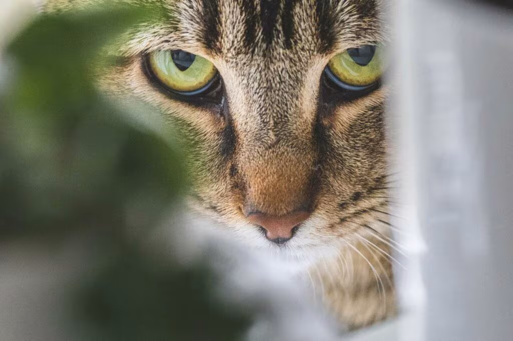 causes de stress chez le chat