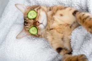 comment reconnaitre que mon chat est stressé