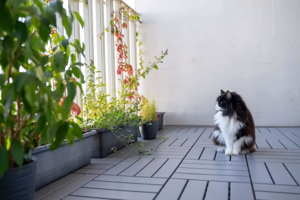 chat d'appartement sur un balcon