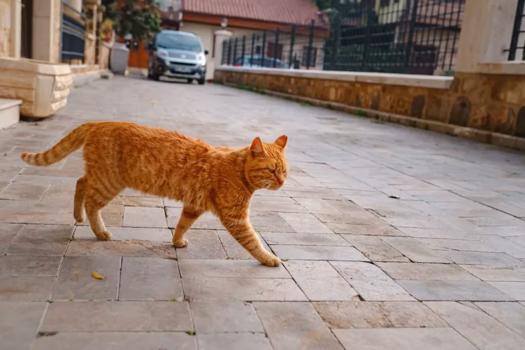 Chat qui traverse une route devant une voiture