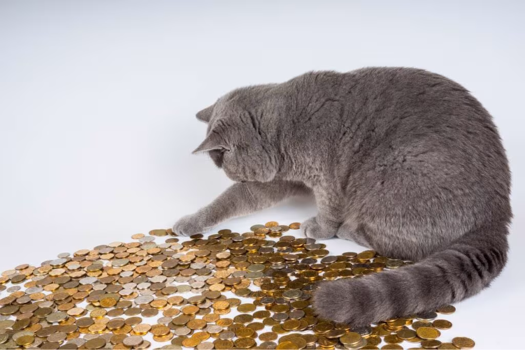 réduire le budget de son chat sans compromettre sa santé