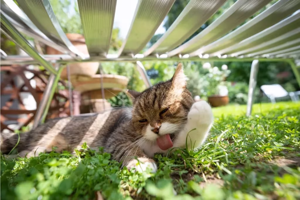 Chat qui fait sa toilette sous un transat dans le jardin