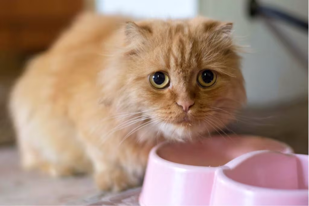 on peut reduire le stress d'un chat en lui donnant des croquettes en libre service