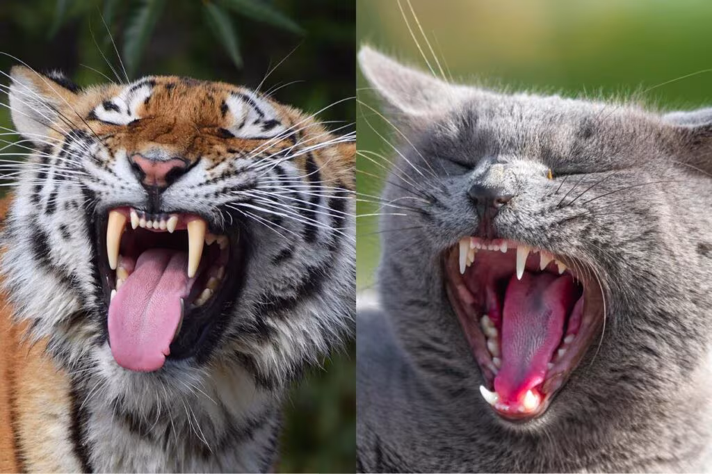 la dentition et la mâchoire du tigre et du chat sont similaire... à une taille près !