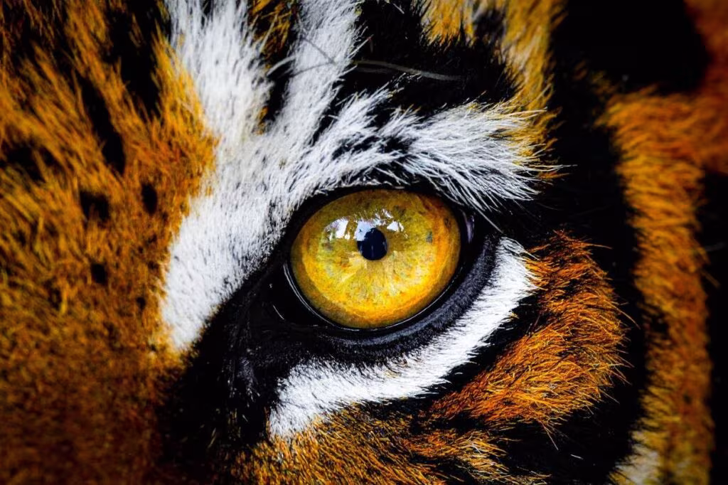les pupilles du tigre sont rondes