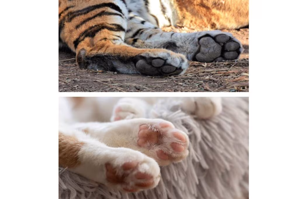 ressemblances pattes de chat et de tigre