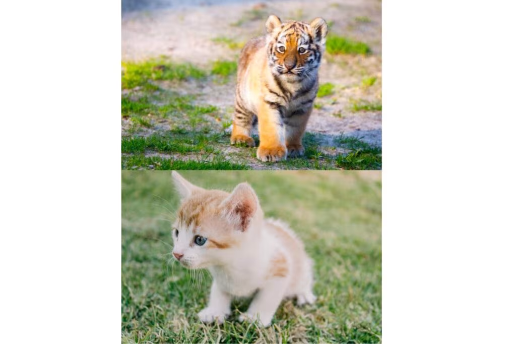bébé tigre et bébé chat