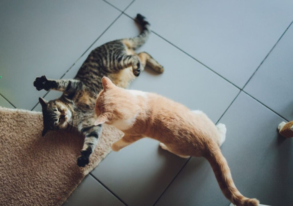 les chats se battent aussi pour jouer