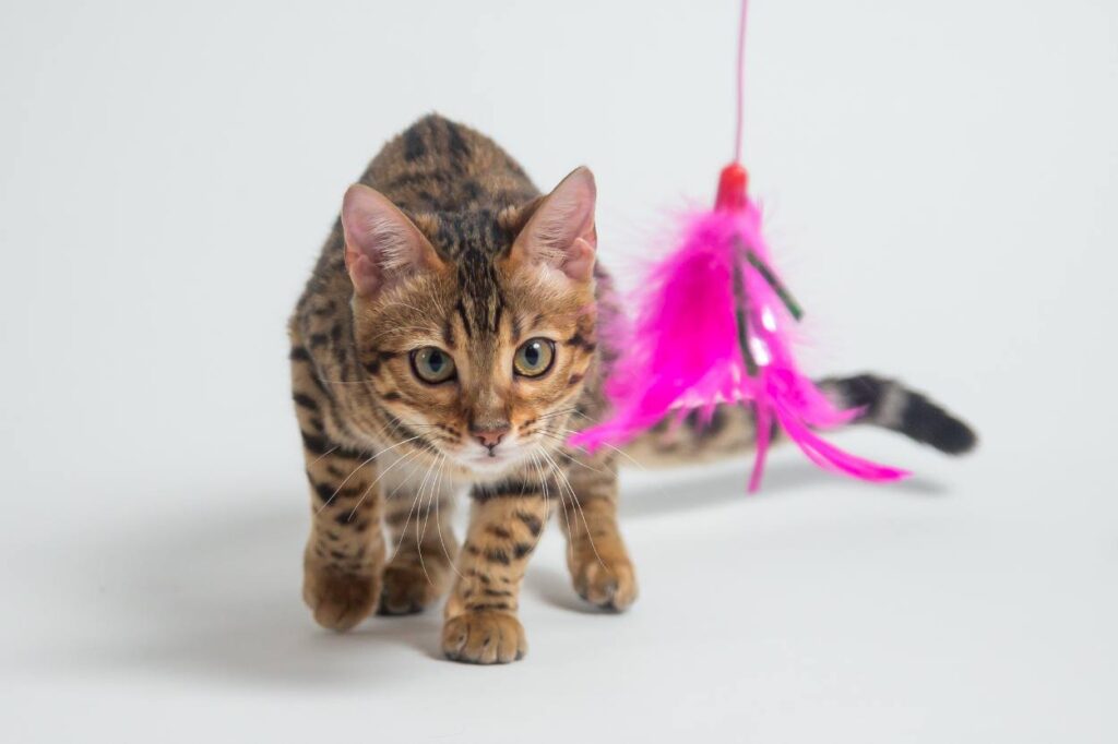 faire jouer un chaton est important pour son équilibre