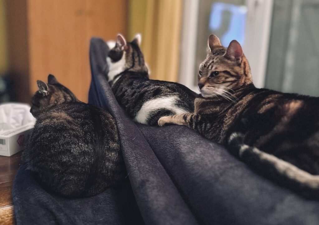 laisser les chats se débrouiller entre eux est la meilleure façon de rétablir l'entente