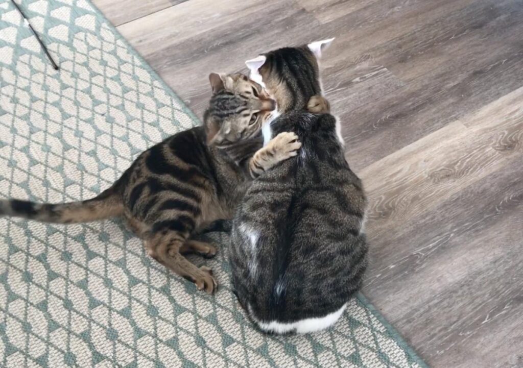 les bagarres entre chats semblent parfois très violentes alors qu'ils sont en train de jouer