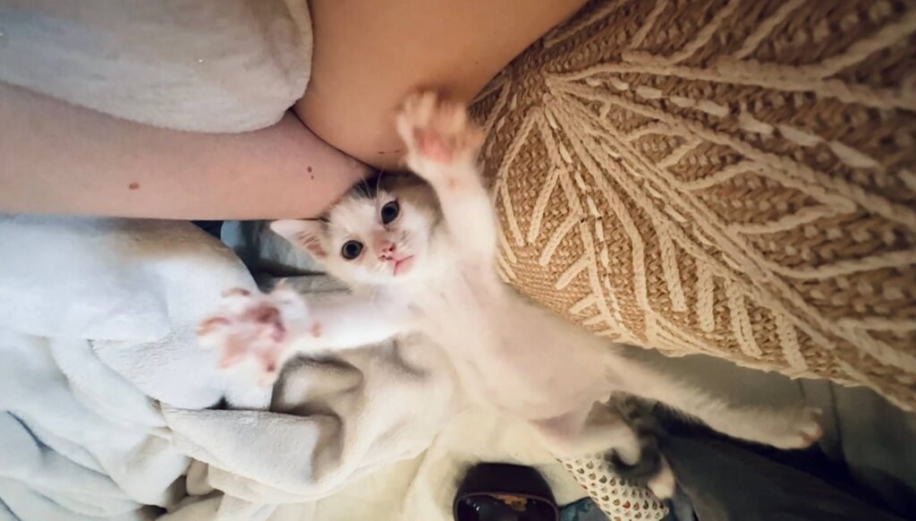 ce petit chaton qui a lutté pour survivre