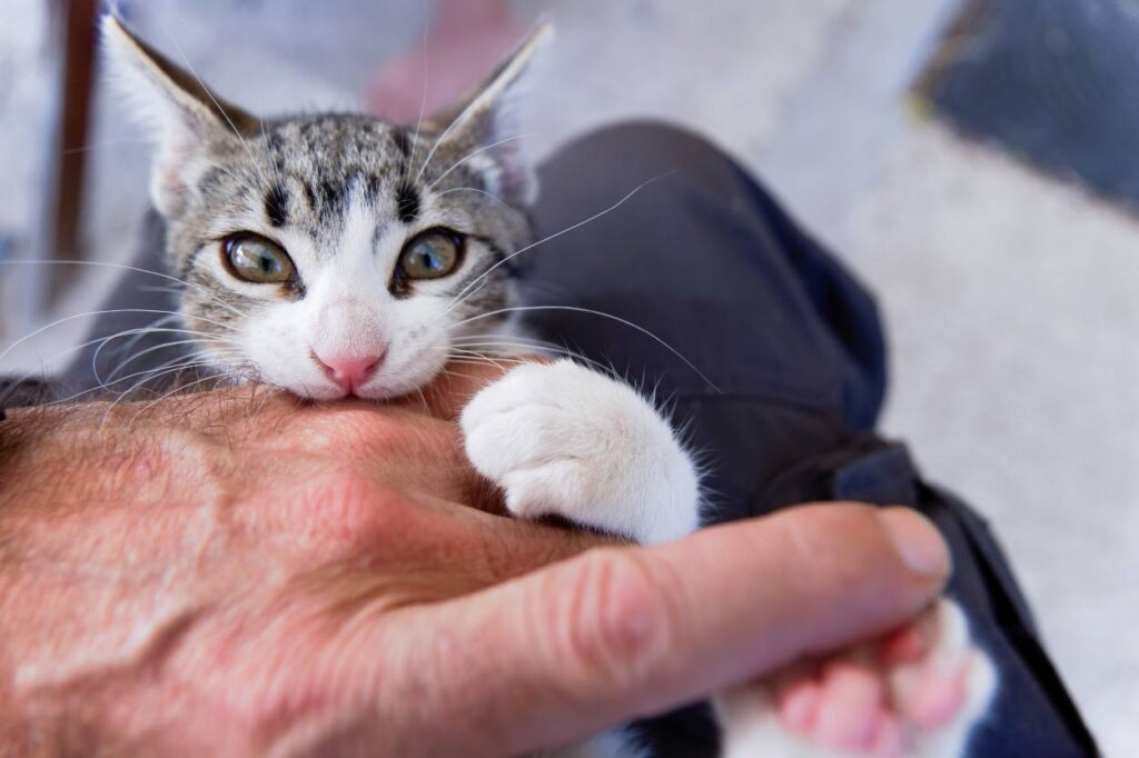 un chaton qui mord ne sait pas qu'il fait mal