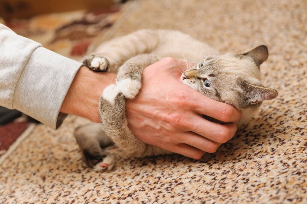 jouer avec les mains ou les pieds conditionne le chaton à voir la corps comme une proie/ jouet...