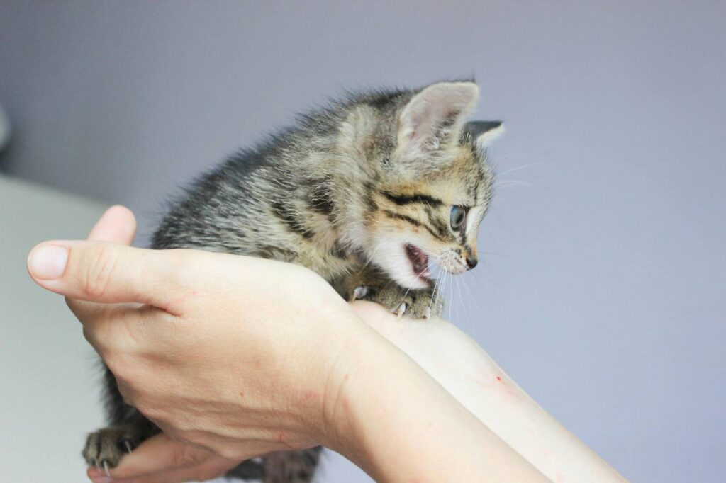 un chaton qui est trop porté et trop caressé peut devenir stressé et mordre
