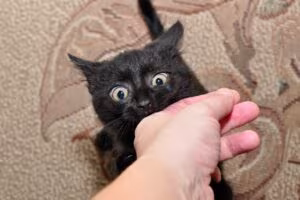 pourquoi mon chaton me mord ?