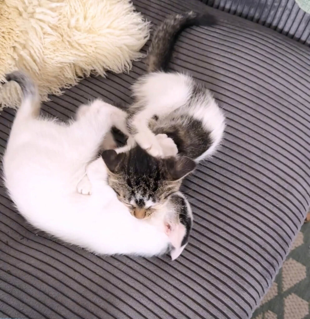 deux chatons jouent à la bagarre