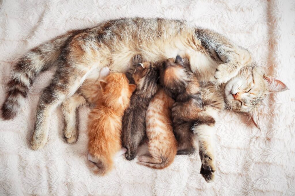 la chatte apprend a ses bébés à bien gérer leurs émotions, c'est le sevrage éducatif et affectif