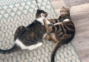 faire la différence entre du jeu et une vraie bagarre et savoir quoi faire