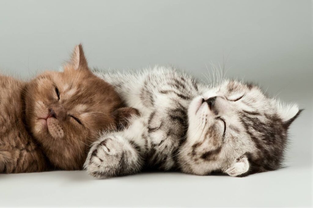 deux chatons apprennent à ne pas mordre en jouant