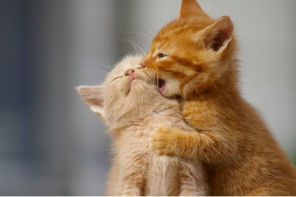deux chatons qui jouent ensemble apprennent à ne pas mordre trop fort