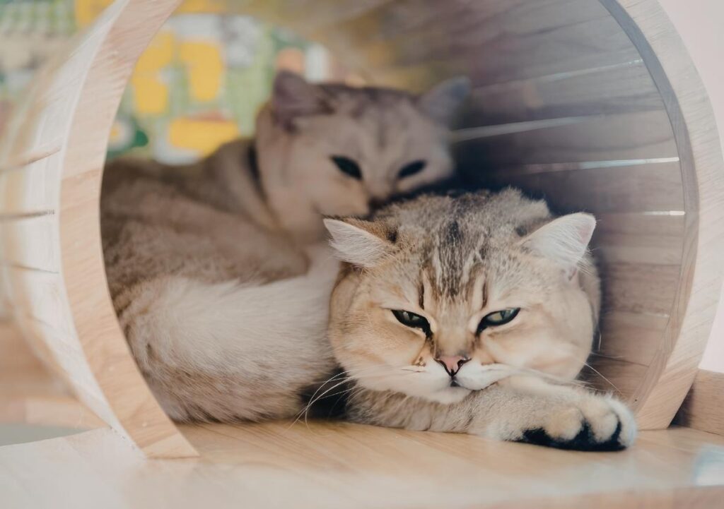 cohabitation entre chats réussie