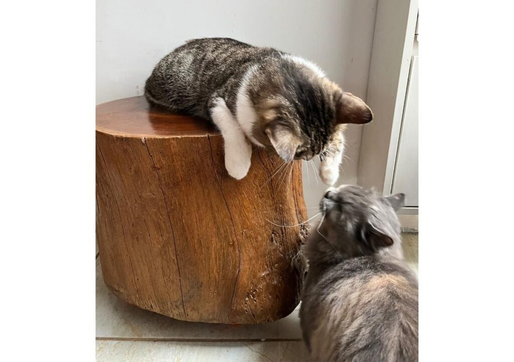 pourquoi les chats se battent