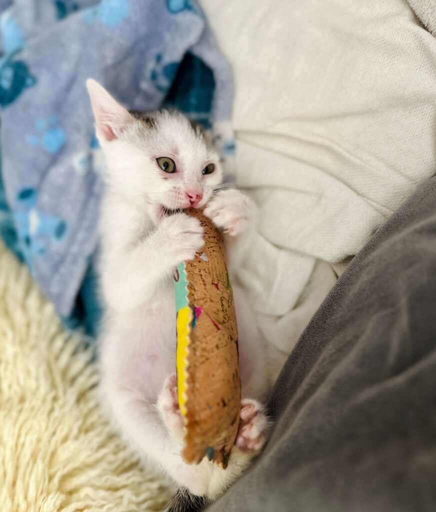 un doudou défouloir aide un chaton a évacuer ses tensions
