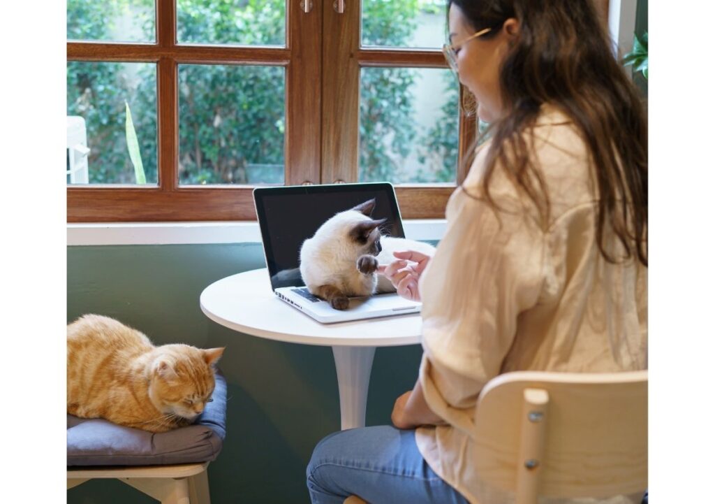 sortir de chez soi pour laisser les chats s'exprimer librement