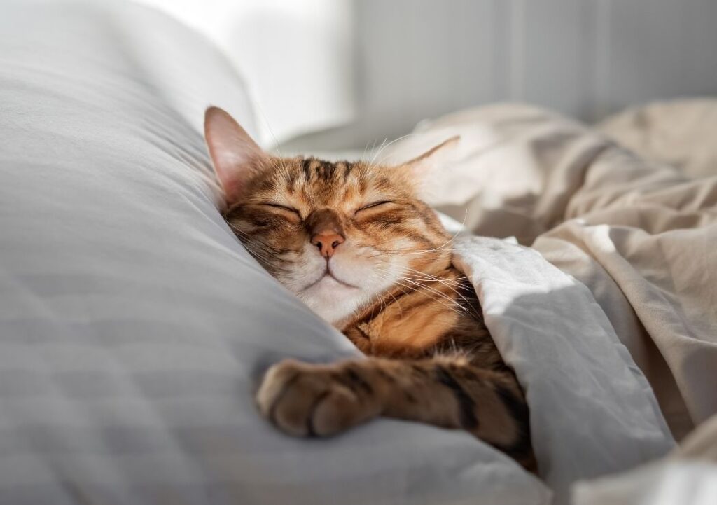 il ne faut jamais réveiller un chat qui dort