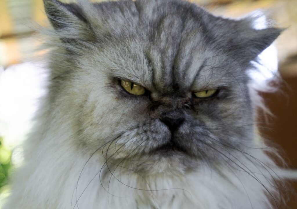 comprendre le comportement et le langage de son chat